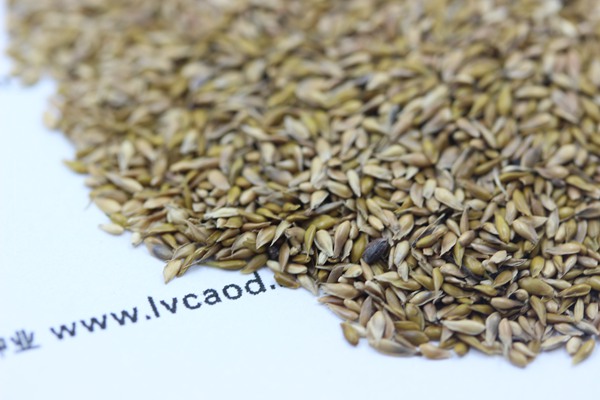 中華結(jié)縷草種子 中華結(jié)縷草種子