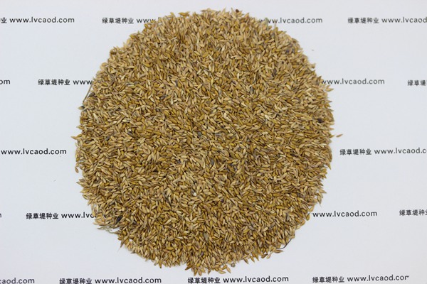 中華結(jié)縷草種子 中華結(jié)縷草種子