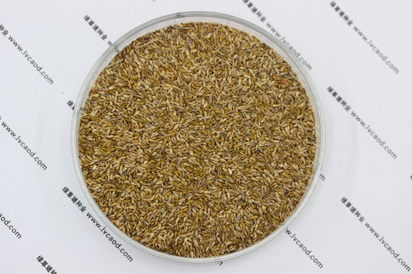 中華結(jié)縷草種子 中華結(jié)縷草種子