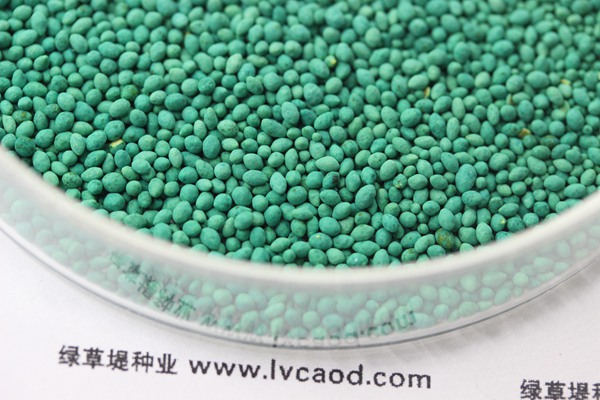 百慕大種子 百慕大種子