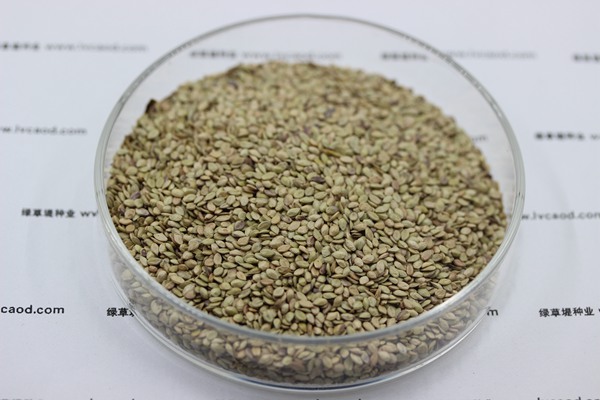 百喜草種子 百喜草種子