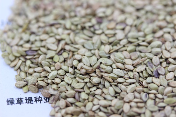 百喜草種子 百喜草種子