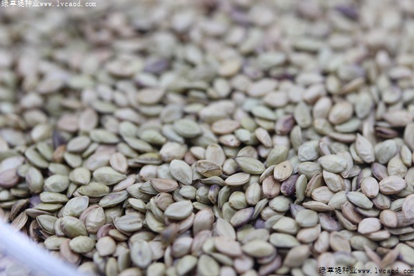 百喜草種子 百喜草種子