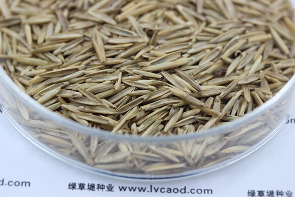 冰草種子 冰草種子