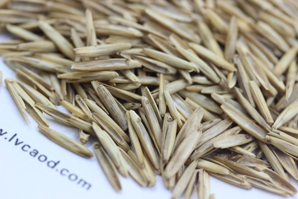 冰草種子 冰草種子