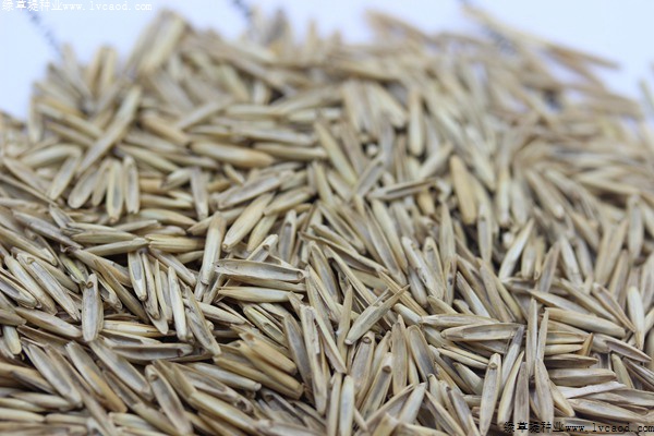 冰草種子 冰草種子