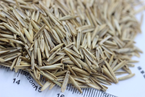 冰草種子 冰草種子