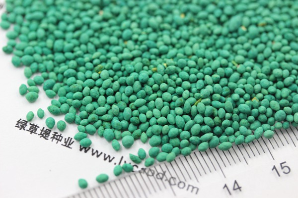 馬尼拉草坪種子 馬尼拉草坪種子