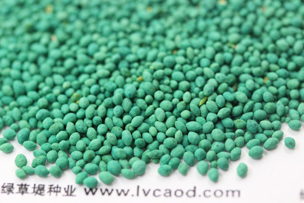 馬尼拉草坪種子 馬尼拉草坪種子