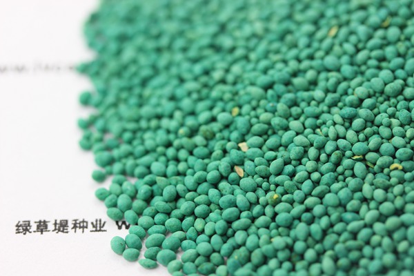 馬尼拉草坪種子 馬尼拉草坪種子