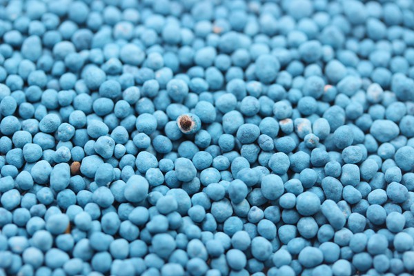 馬蹄金種子 馬蹄金種子