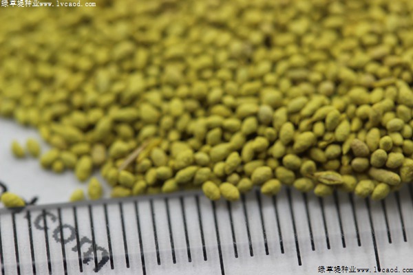 果嶺草種子 果嶺草種子