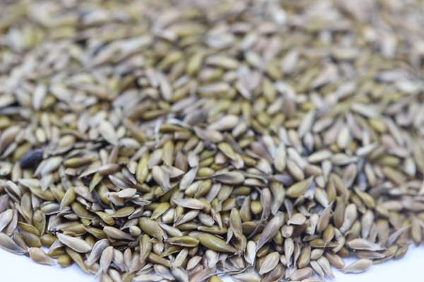 蘭引三號(hào)種子 蘭引三號(hào)種子