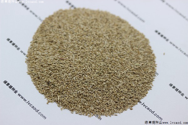 天堂草種子 天堂草種子