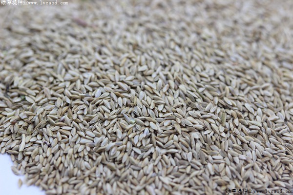 天堂草種子 天堂草種子