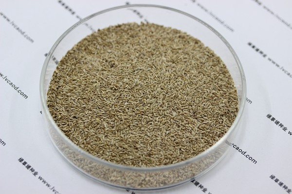 天堂草種子 天堂草種子