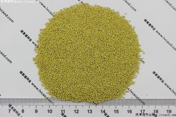 夏威夷草種子 夏威夷草種子