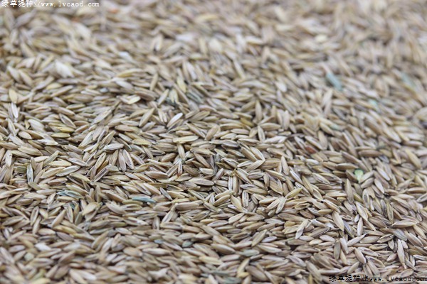 早熟禾種子 早熟禾種子