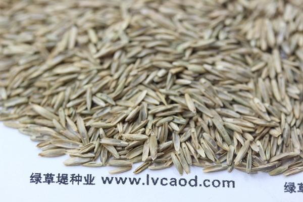 護(hù)坡黑麥草種子 護(hù)坡黑麥草種子