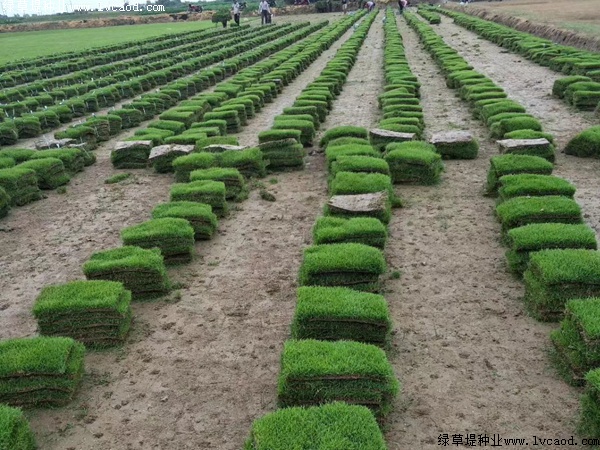 馬尼拉草坪種子價(jià)格.jpg 馬尼拉草坪種子價(jià)格.jpg