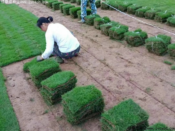 馬尼拉草坪種子價(jià)格.jpg 馬尼拉草坪種子價(jià)格.jpg