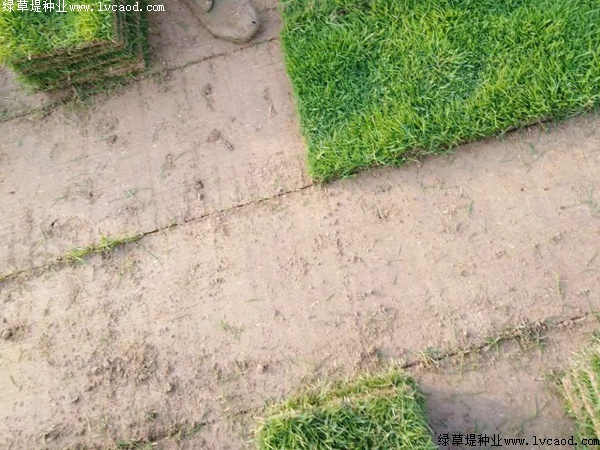 馬尼拉草坪種子價(jià)格.jpg 馬尼拉草坪種子價(jià)格.jpg