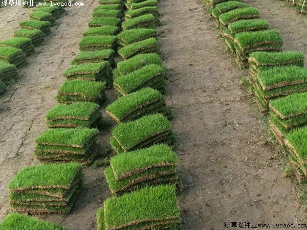 馬尼拉草坪種子價(jià)格.jpg 馬尼拉草坪種子價(jià)格.jpg