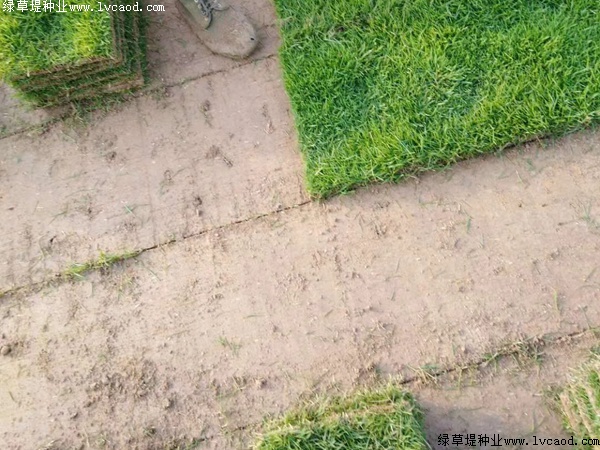 馬尼拉草坪種子的價格.jpg 馬尼拉草坪種子的價格.jpg