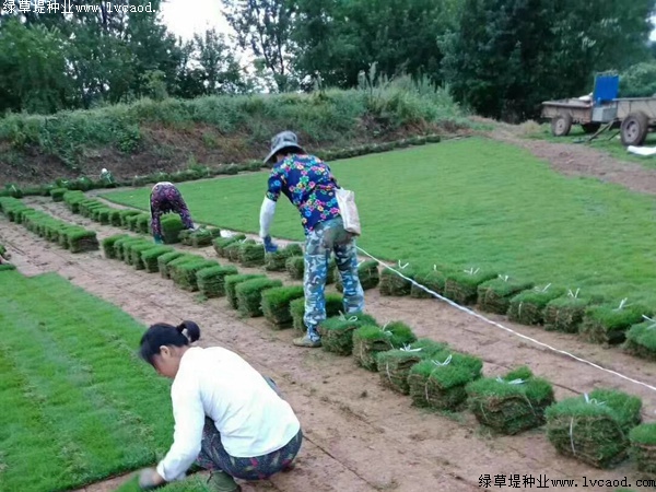 馬尼拉草坪種子的價格.jpg 馬尼拉草坪種子的價格.jpg