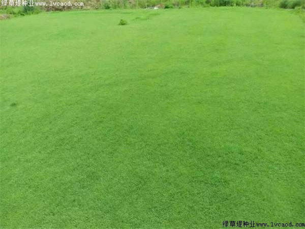 馬尼拉草坪 馬尼拉草坪