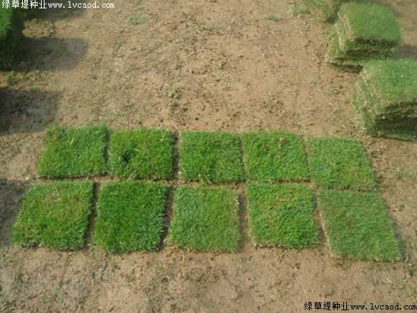 臺(tái)灣草 臺(tái)灣草