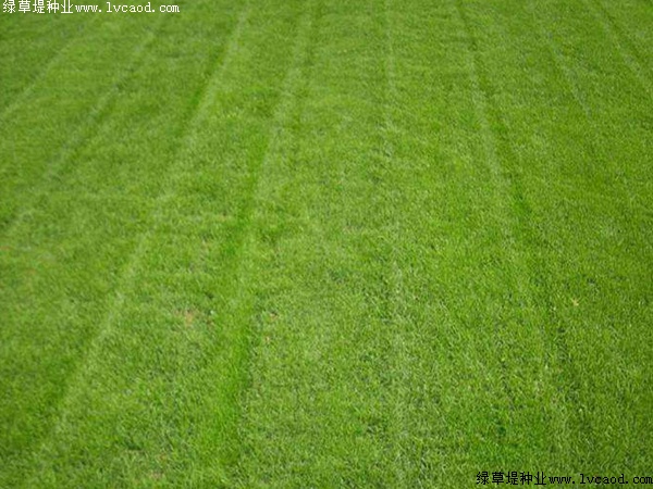 臺(tái)灣草 臺(tái)灣草