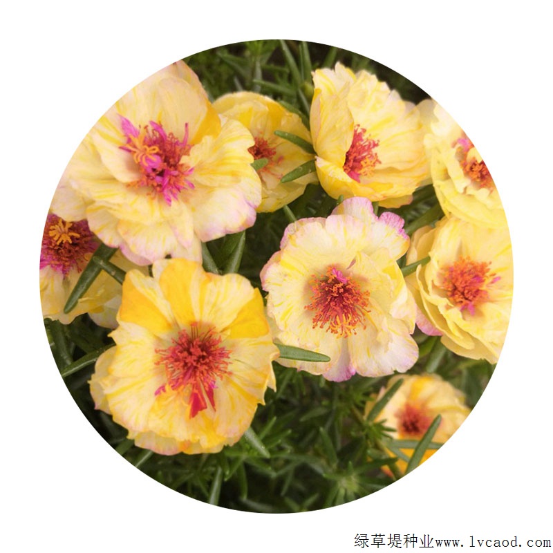 太陽(yáng)花 太陽(yáng)花