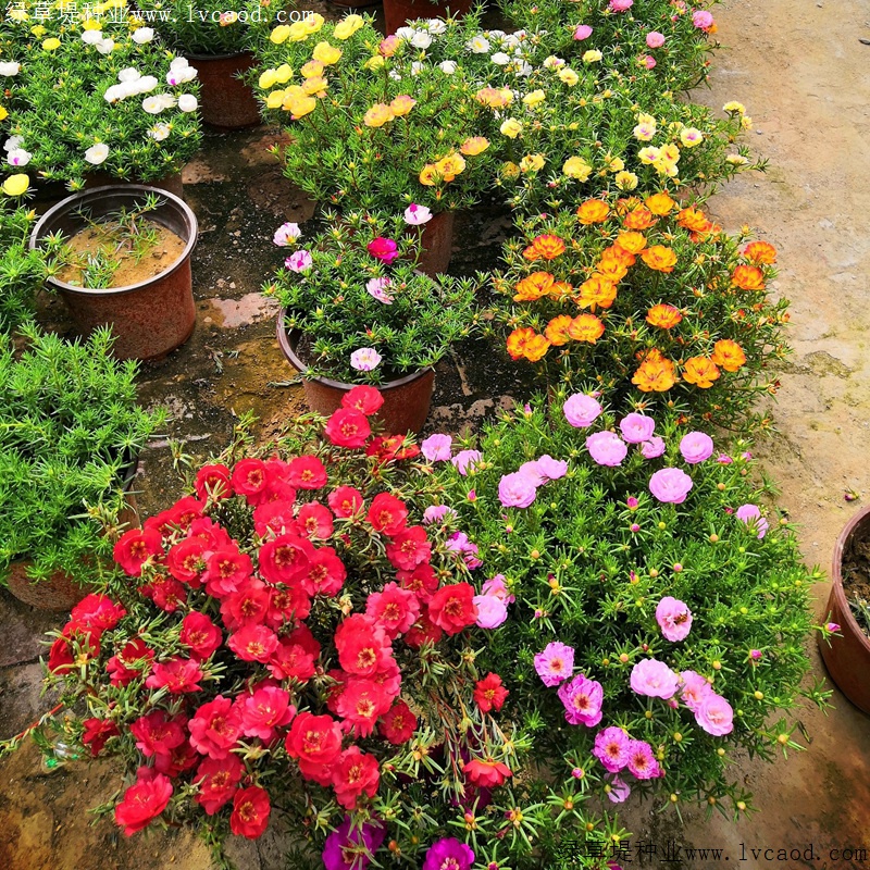 太陽(yáng)花 太陽(yáng)花