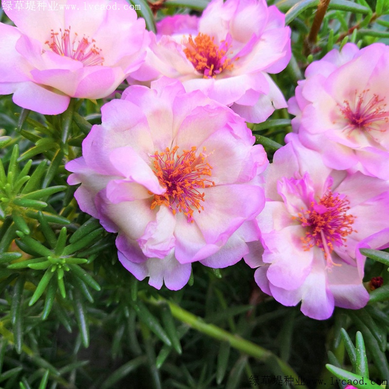 太陽(yáng)花 太陽(yáng)花