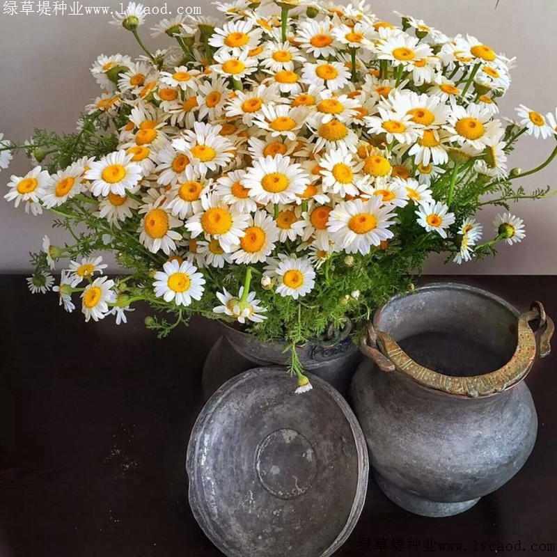 進口小雛菊 進口小雛菊
