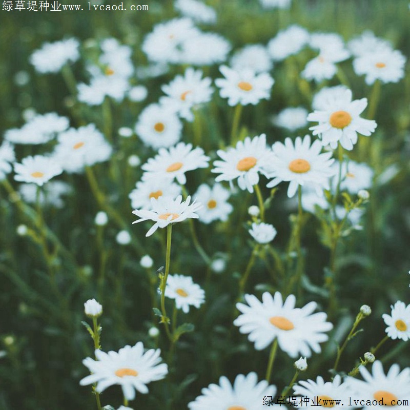 進口小雛菊 進口小雛菊