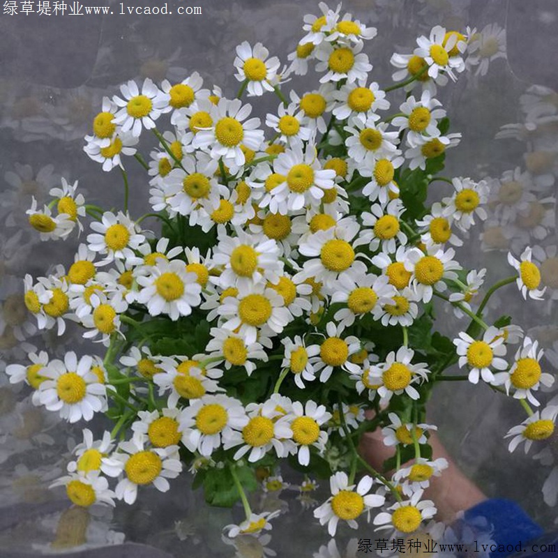 進口小雛菊 進口小雛菊