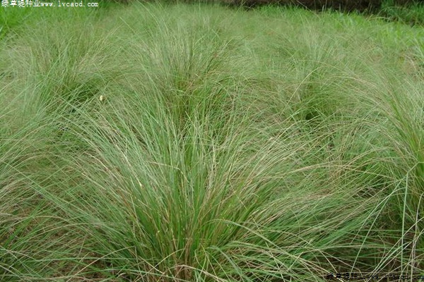 彎葉畫(huà)眉草 彎葉畫(huà)眉草