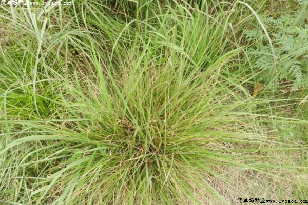 彎葉畫(huà)眉草 彎葉畫(huà)眉草