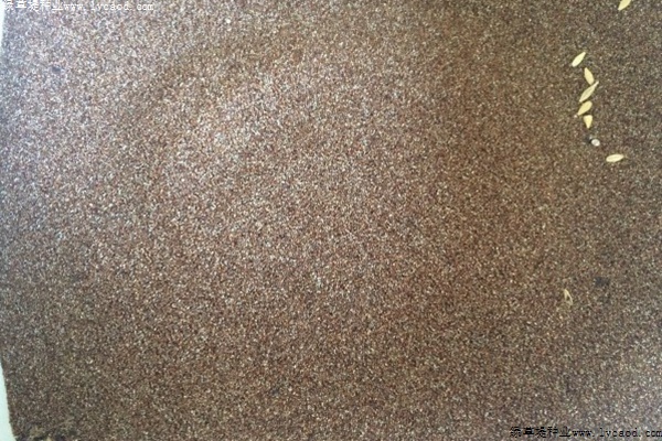 彎葉畫(huà)眉草 彎葉畫(huà)眉草