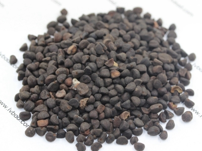 牽?；ǚN子價格_圖片_種植方法