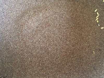 彎葉畫眉草種子的價格是多少錢1斤？