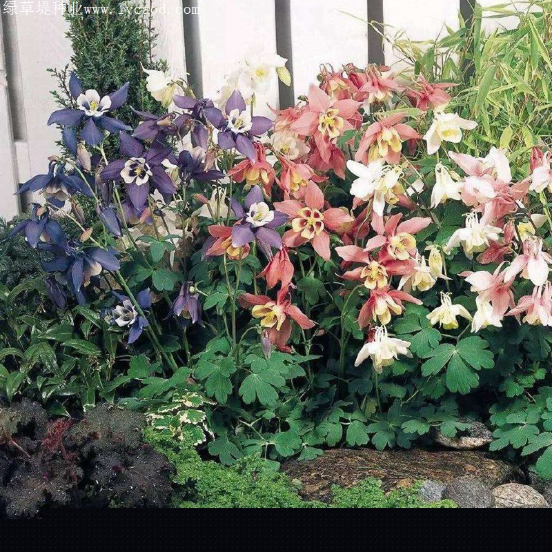 小花耬斗菜 小花耬斗菜