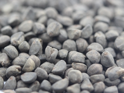 鶯蘿種子的購買渠道有哪些？