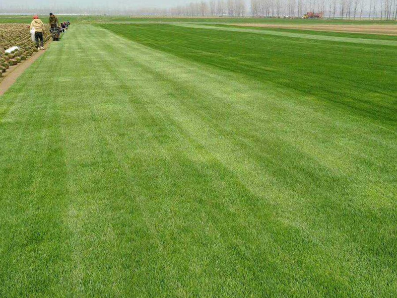 百慕大草坪 百慕大草坪