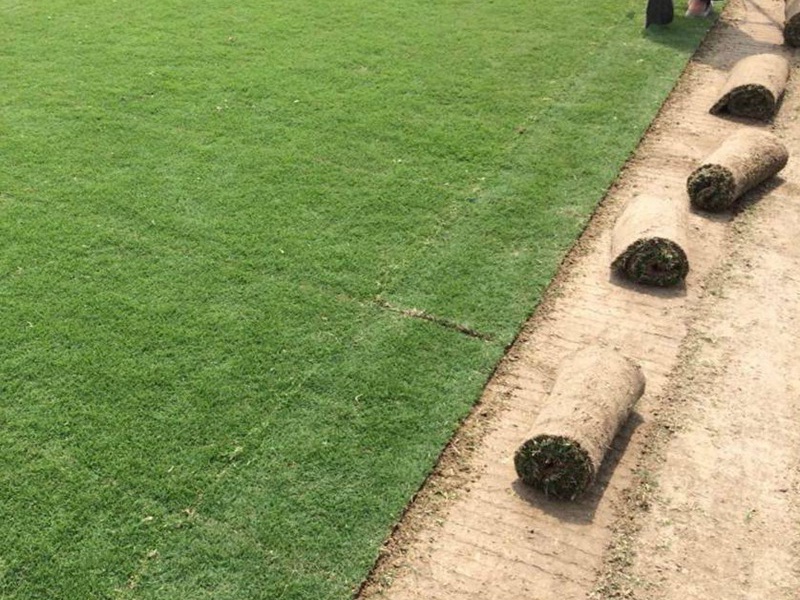 百慕大草坪 百慕大草坪