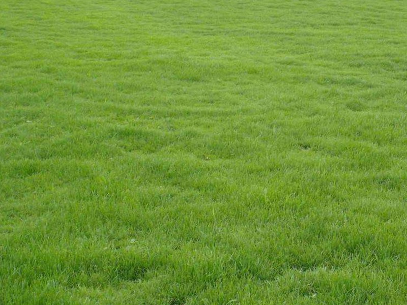 中華結(jié)縷草草坪 中華結(jié)縷草草坪