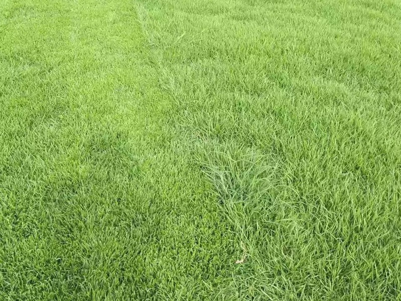 中華結(jié)縷草草坪 中華結(jié)縷草草坪