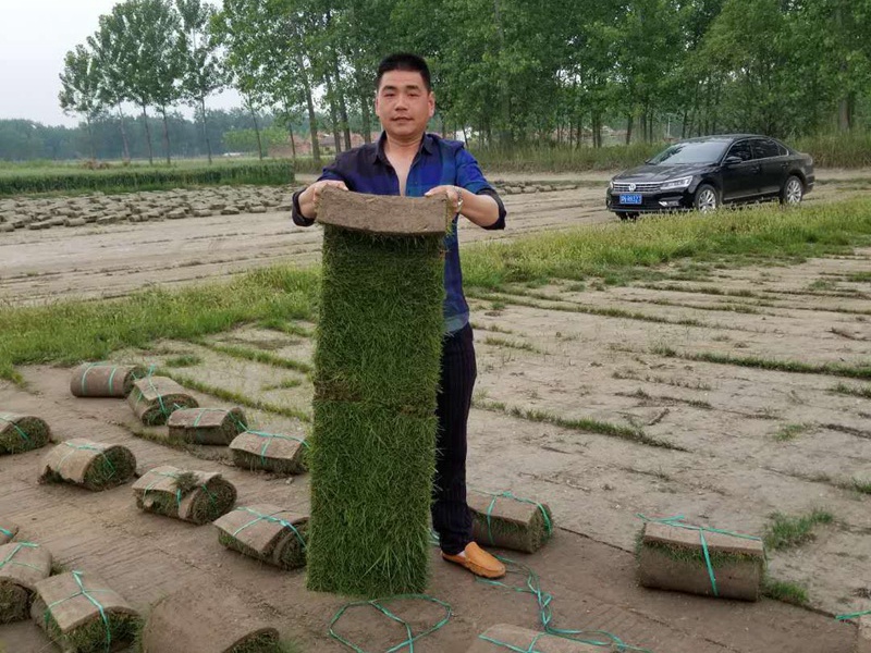 果嶺草草坪 果嶺草草坪